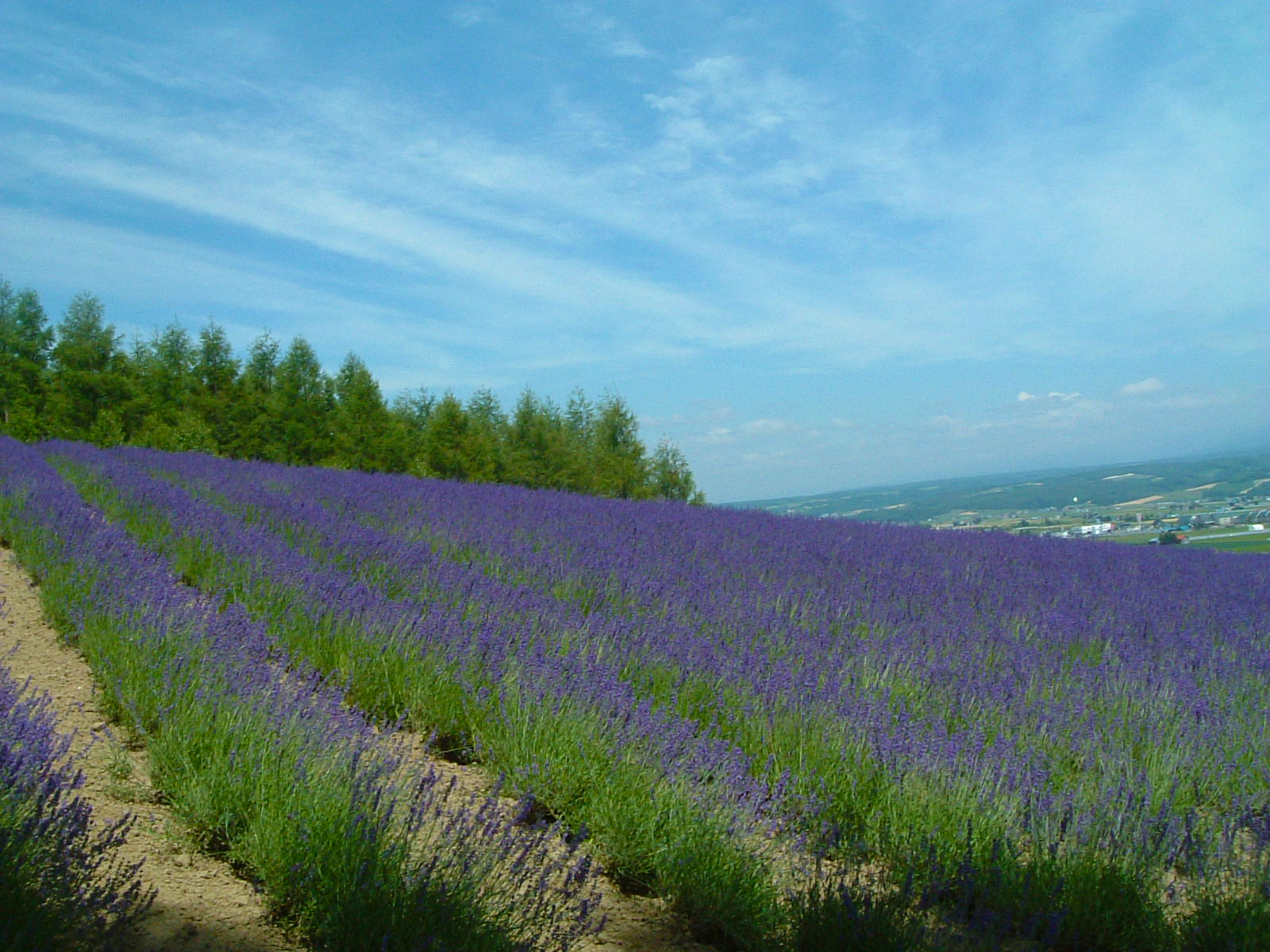 ラベンダー畑